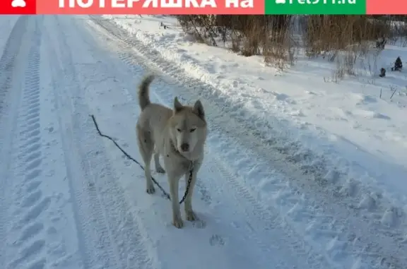 Найдена собака с цепью в Южно-Сахалинске