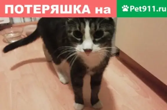 Найдена кошка СПб, Выборгский район, Суздальский проспект