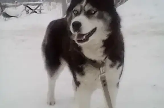 Найдена собака в Иваново: чёрный кобель в Авдотьино