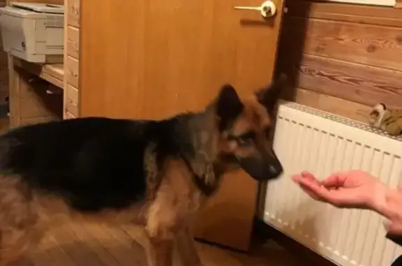 Найдена собака в Шувалово, СПб