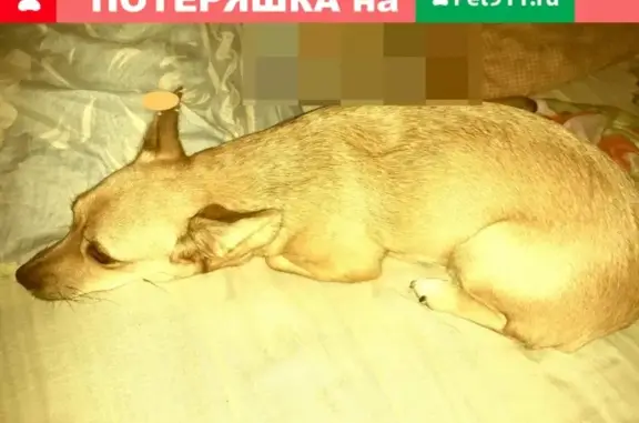 Пропала собака Чуча на Пермякова 83 в Тюмени