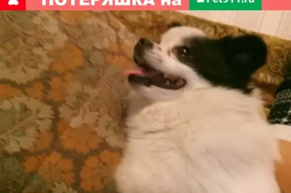 Пропала собака в п. Сазоново, Россия