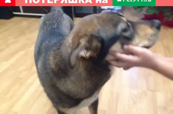 Собака найдена на Речной улице, Красногорск.