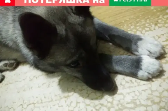 Собака найдена на Московском 17 в Петрозаводске