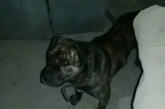 Найдена замерзающая собака в Пугачёве.