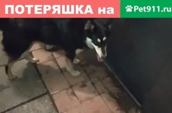 Найдена собака в Балашихе на ул. Свердлова