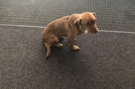 Найдена собака в ТЦ 