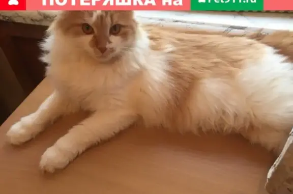 Найден котик на остановке в Твери