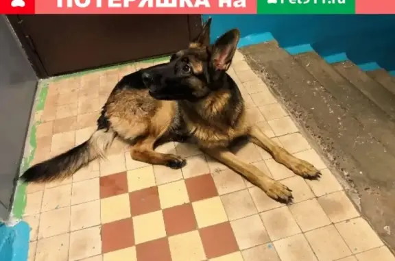 Найдена собака на Обручева 22, ищем хозяина!