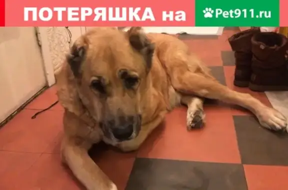 Найдена собака в Санкт-Петербурге - угол Проспекта Ветеранов и Лени Голикова