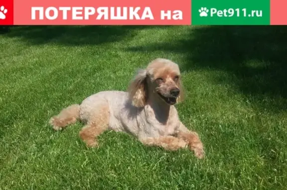 Пропала собака породы пудель в Саратове, вознаграждение 20000 руб.