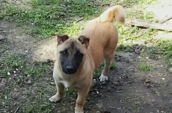 Пропала собака в Армавире на Мясокомбинате