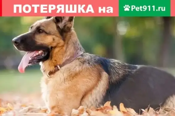 Пропала собака на ул. Каменная, Мурманск - Синди, овчарка.