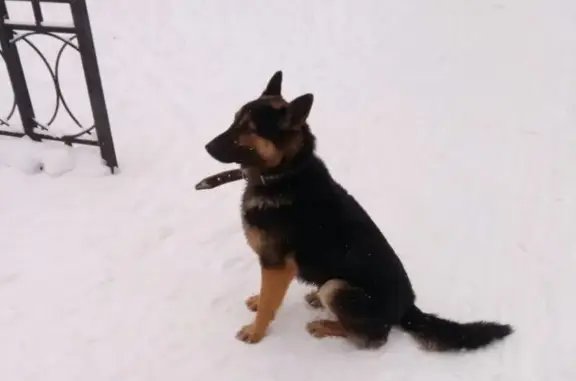 Собаки потеряшки, Мермерины, фото: Потеряшка ши-цу Джой в деревне Мермерины!