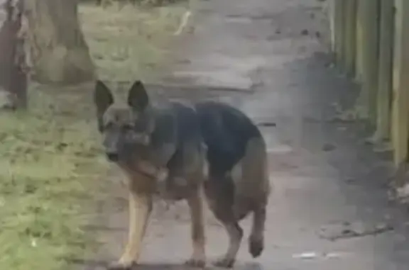 Собаки потеряшки, Чалтырское, фото: Потеряшка немецкая овчарка на ул. Кирова, Ростовская область