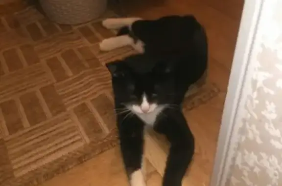 Найден крупный кот в Серпухове