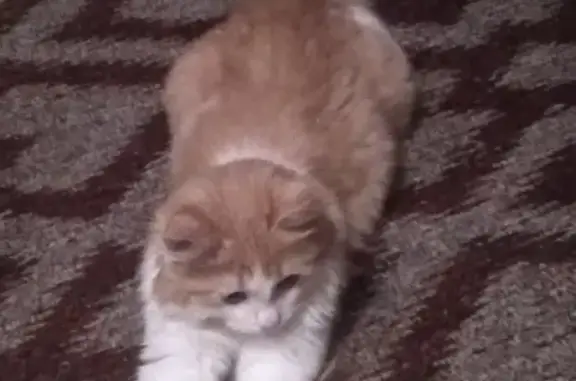 Найдена кошка на улице с котенком в Сызрани
