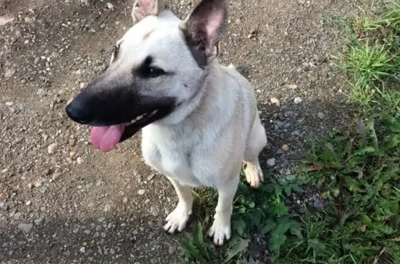 Пропала собака Миша в Перми