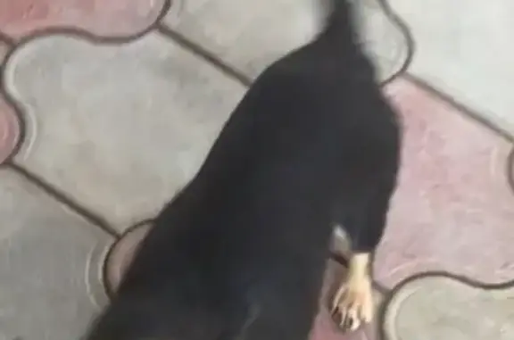 Пропала собачка без хвоста в Краснодарском крае