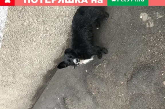 Собака с ошейником на Свободной улице, Калининград