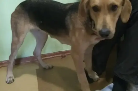 Собака найдена на улице Бондаря в Хабаровске