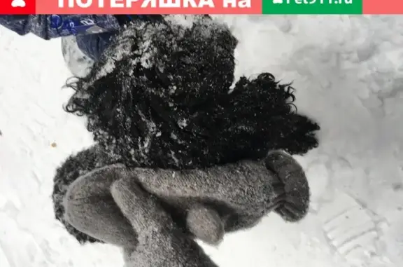 Собака с коричневым ошейником блуждала по РКБ и общежитию в Казани