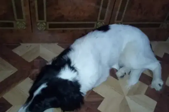 Найдена бело-черная собака Сеттер без ошейника в Уфе, район Горсовета, ул. Блюхера