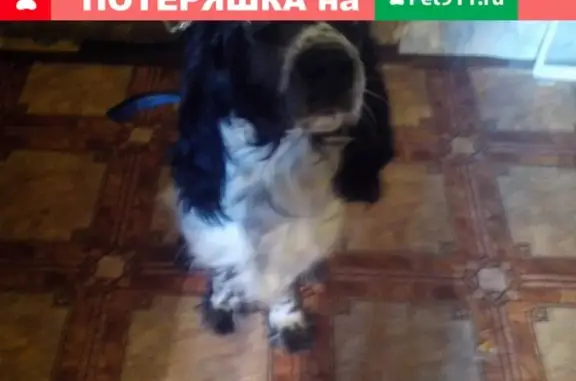 Пропала собака Веник в Березниках