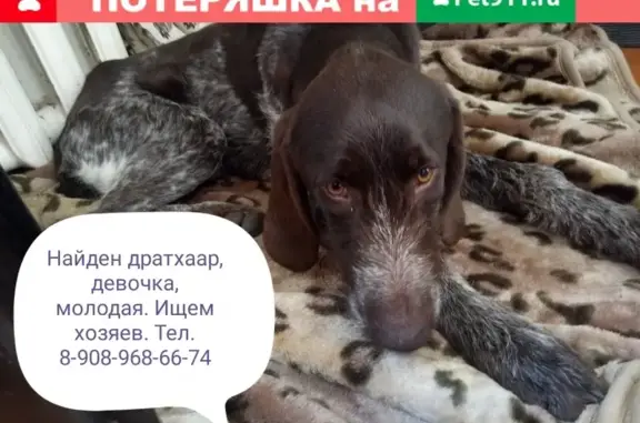 Пропала собака в Сибирцево, найдена молодая Дратхаар.