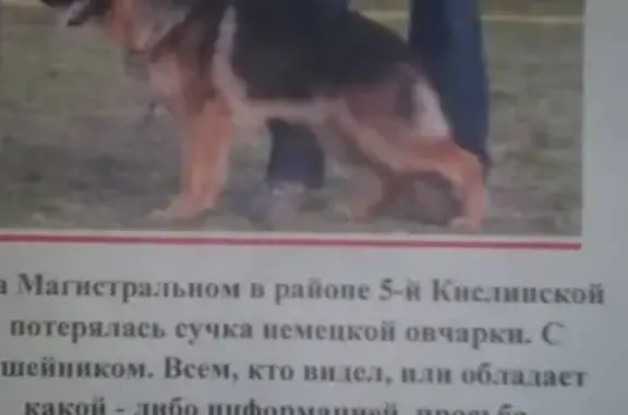 Собаки потеряшки, Магистральный, фото: Потеряшка немецкая овчарка на Магистральном, Курск.