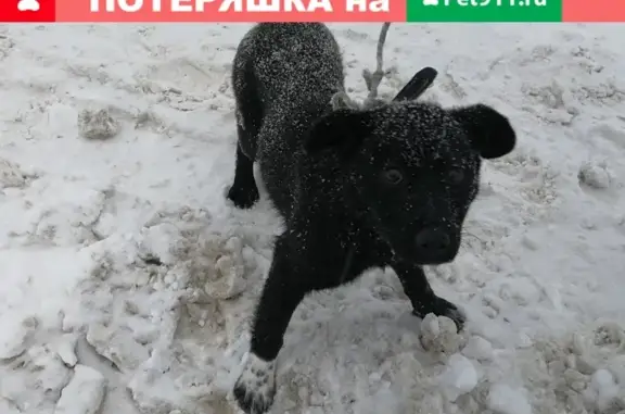 Найден щенок черного цвета с белым носочком на Каменогорской улице
