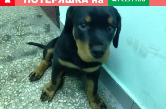Найден щенок на Алтуфьевском шоссе