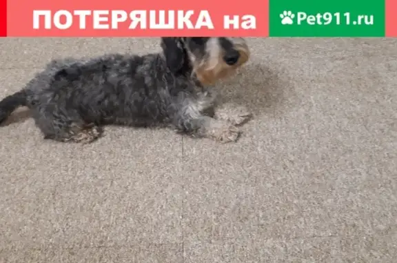 Собака Такса найдена в Ярославле на пр. Авиаторов, 72