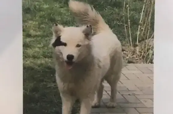 Пропала собака в Новой Адыгее, Россия