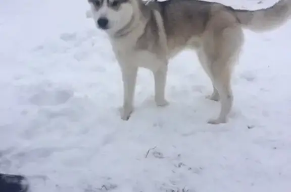 Найдена собака возле Магнита в Норских Резиденциях