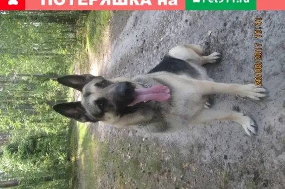 Пропала собака Тей в Балашихе, Московская область