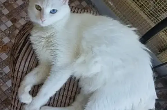 Пропала белая разноглазая кошка в районе СНТ 