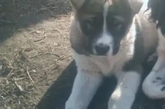 Пропала собака в Новосибирске: щенок американской акиты по кличке Туман.