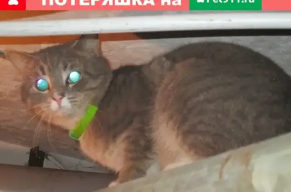 Найдена кошка СПб., Московский-н, ст. м. Электросила