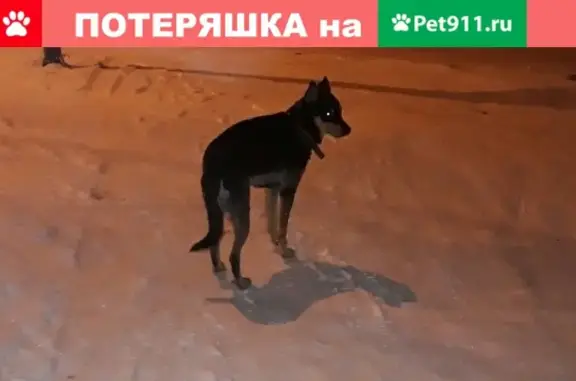 Найдена собака на Быковского (Красноярск)