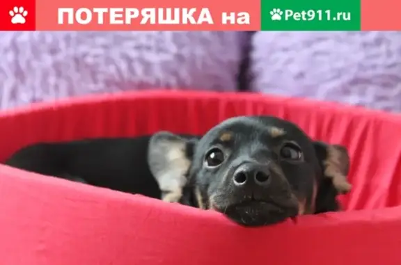 Найдена собака в Черногорске: щенок-девочка до полугода, приучена к месту