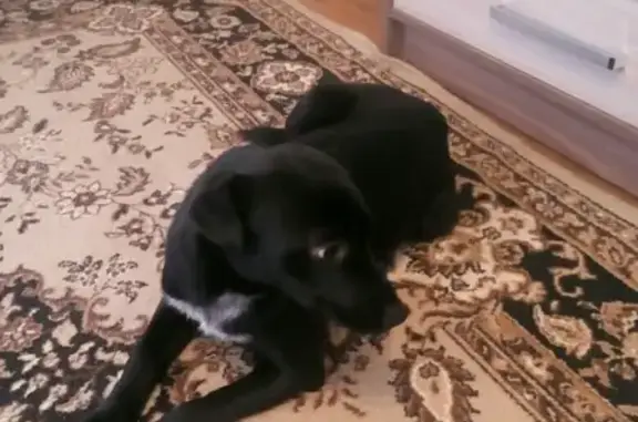 Найдена собака в Липецке с щенками