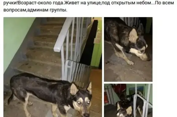 Найдена собака в Люберцах