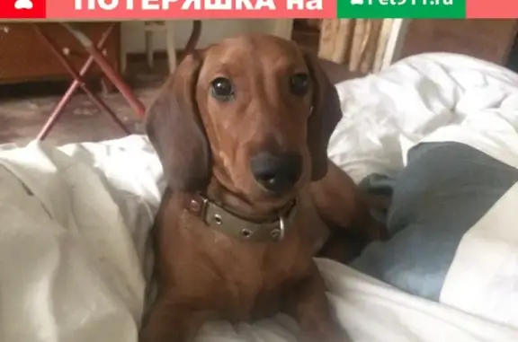 Пропала собака в Киселёвске, ищем Фигаро!