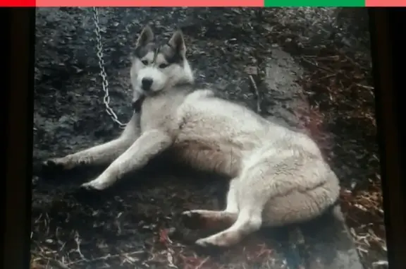 Пропала собака породы сибирские хаски в районе Пионерской (фото1)