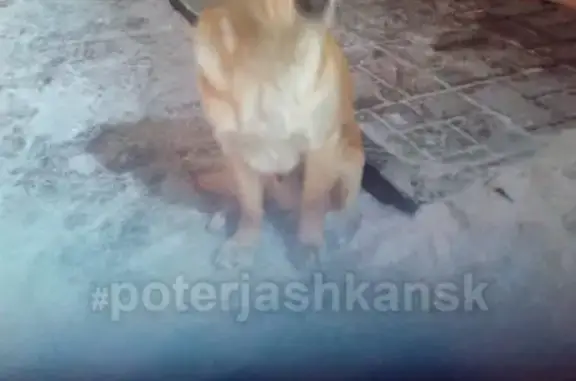 Найдена собака на Немировича-Данченко, ищем хозяина.