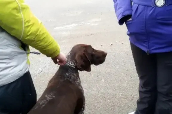 Собака найдена в Пущино, Серпуховский район