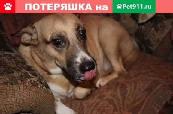 Пропала собака Маша в Самаре, ул. Воеводина