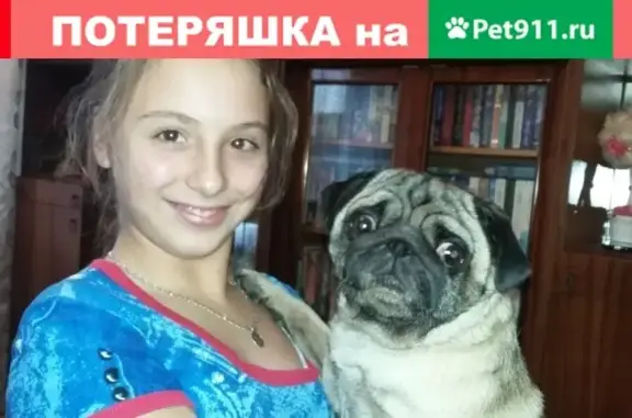 Пропала собака мопс Таша в Калининском районе, Саратовская область