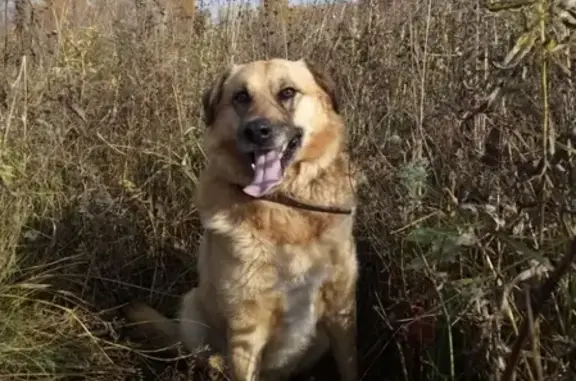 Пропала собака Малыш на Южном, Кемерово